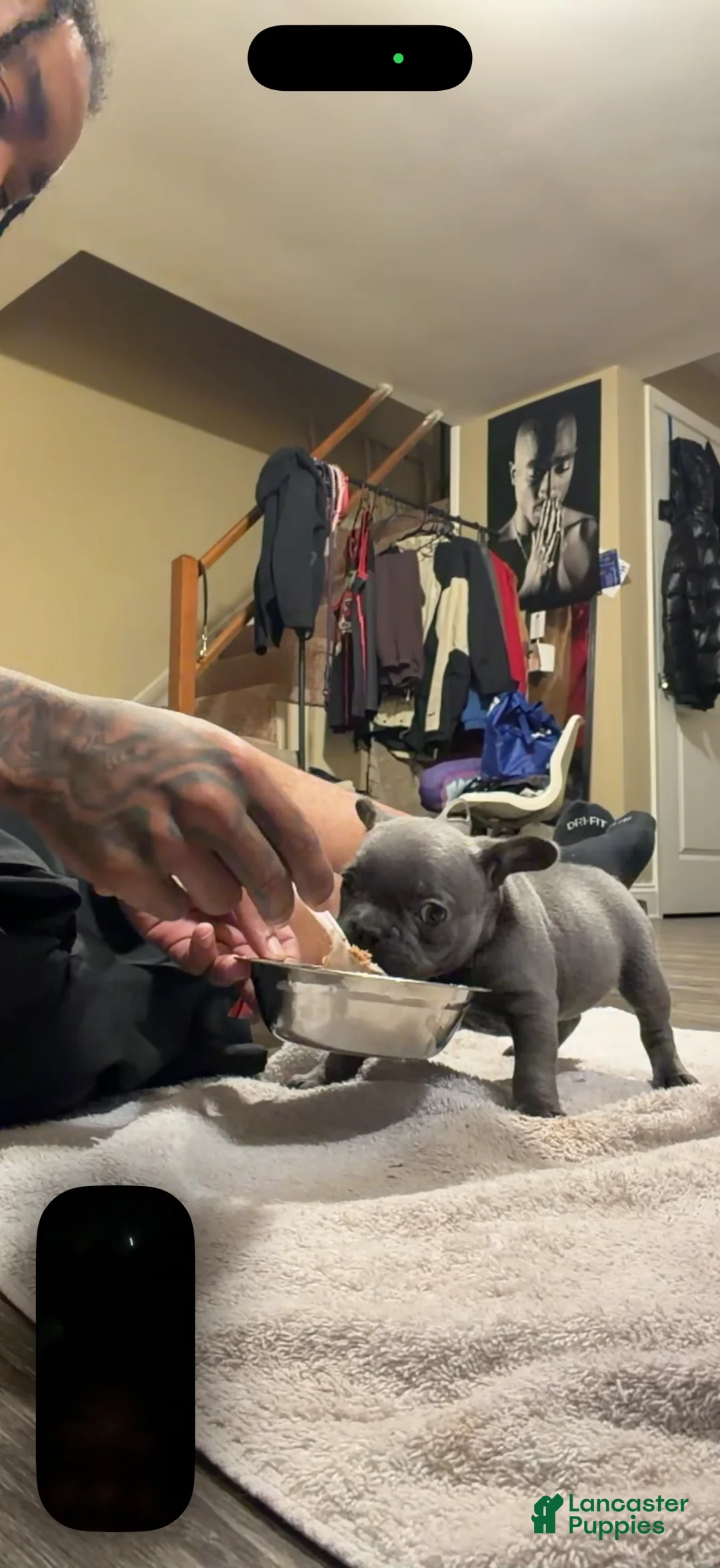 French Bulldog dogs for sale: French Bulldog Puppy Female - Ad 2