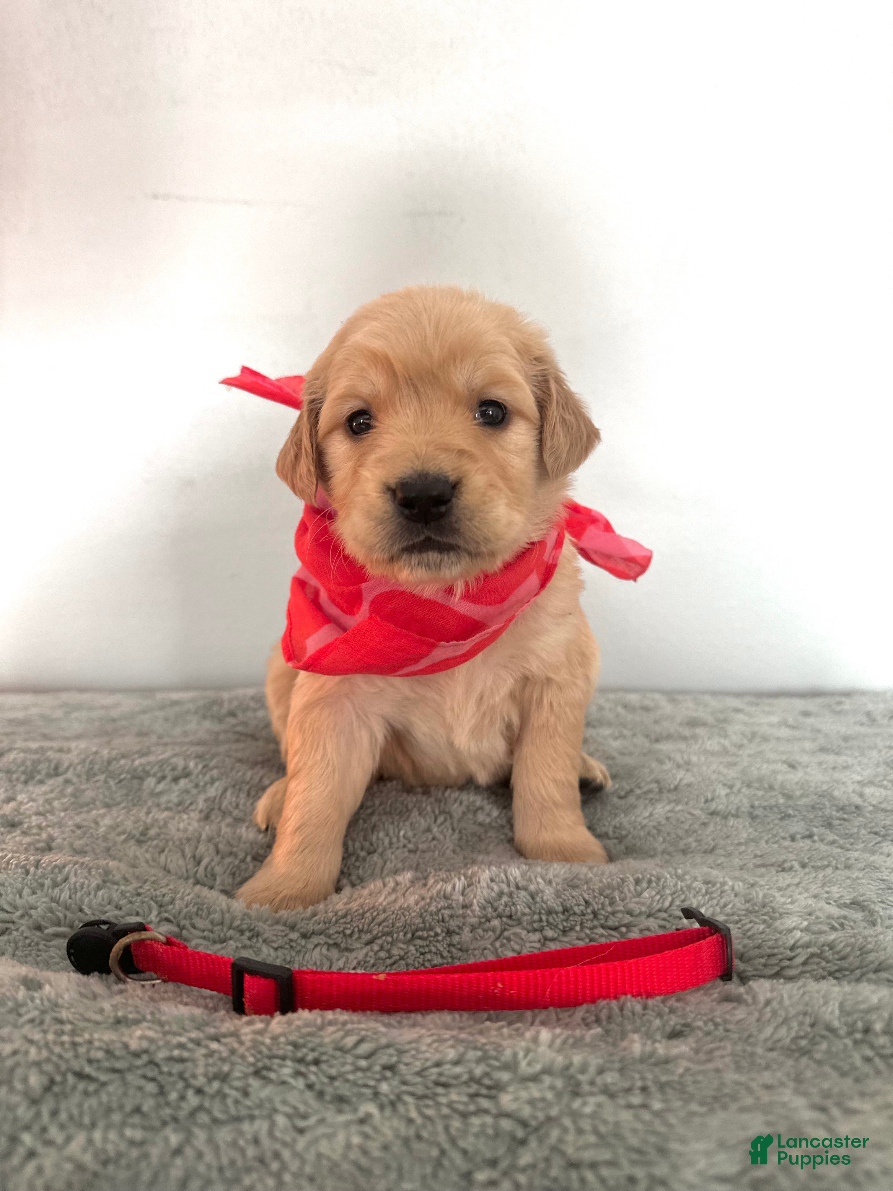 Golden Retriever dogs The Charlie Brown girls - Ad 1