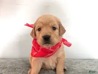 Golden Retriever dogs The Charlie Brown girls - Ad 1