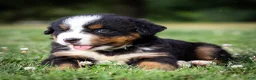 Bernese Mountain Dog dogs for sale: Stella - Ad 3