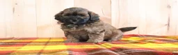 Shihpoo dogs for sale: Duke - Ad 4
