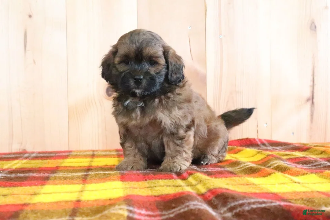 Shihpoo dogs for sale: Duke - Ad 4