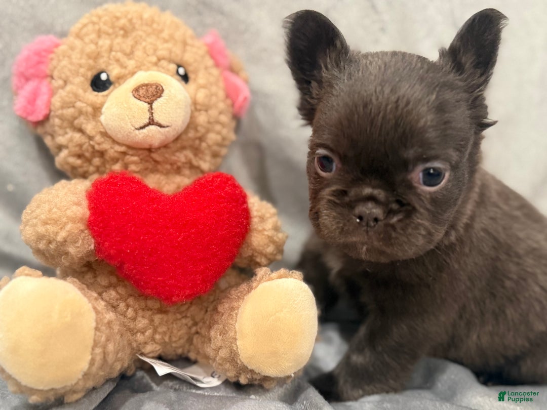 French Bulldog dogs for sale: Mary - Ad 1