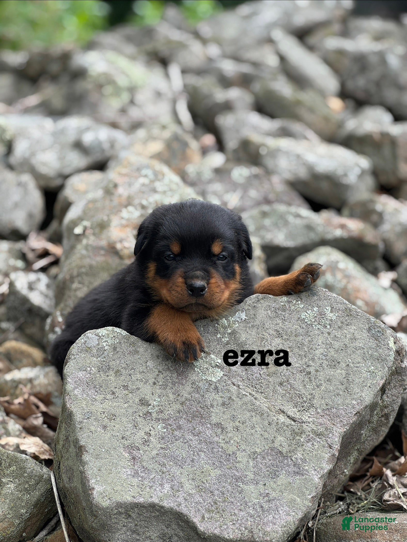 Rottweiler dogs Ezra  - Ad 1