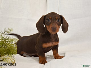 Miniature Dachshund dogs - Ad 34