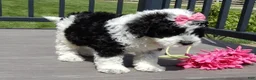 Sheepadoodle dogs for sale: Panda-MEDIUM - Ad 6