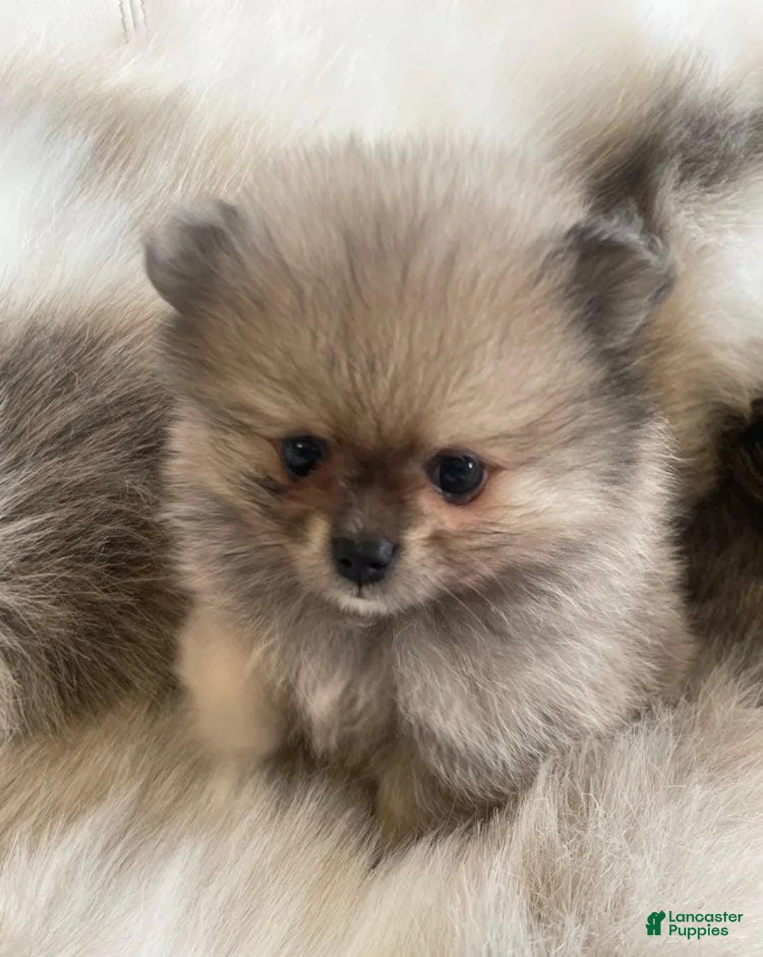 Pomeranian dogs for sale: Kayla - Ad 13