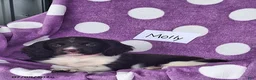 English Springer Spaniel dogs for sale: Molly - Ad 3