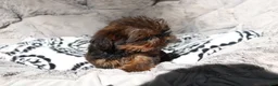 Shorkie dogs for sale: Bailey  - Ad 8