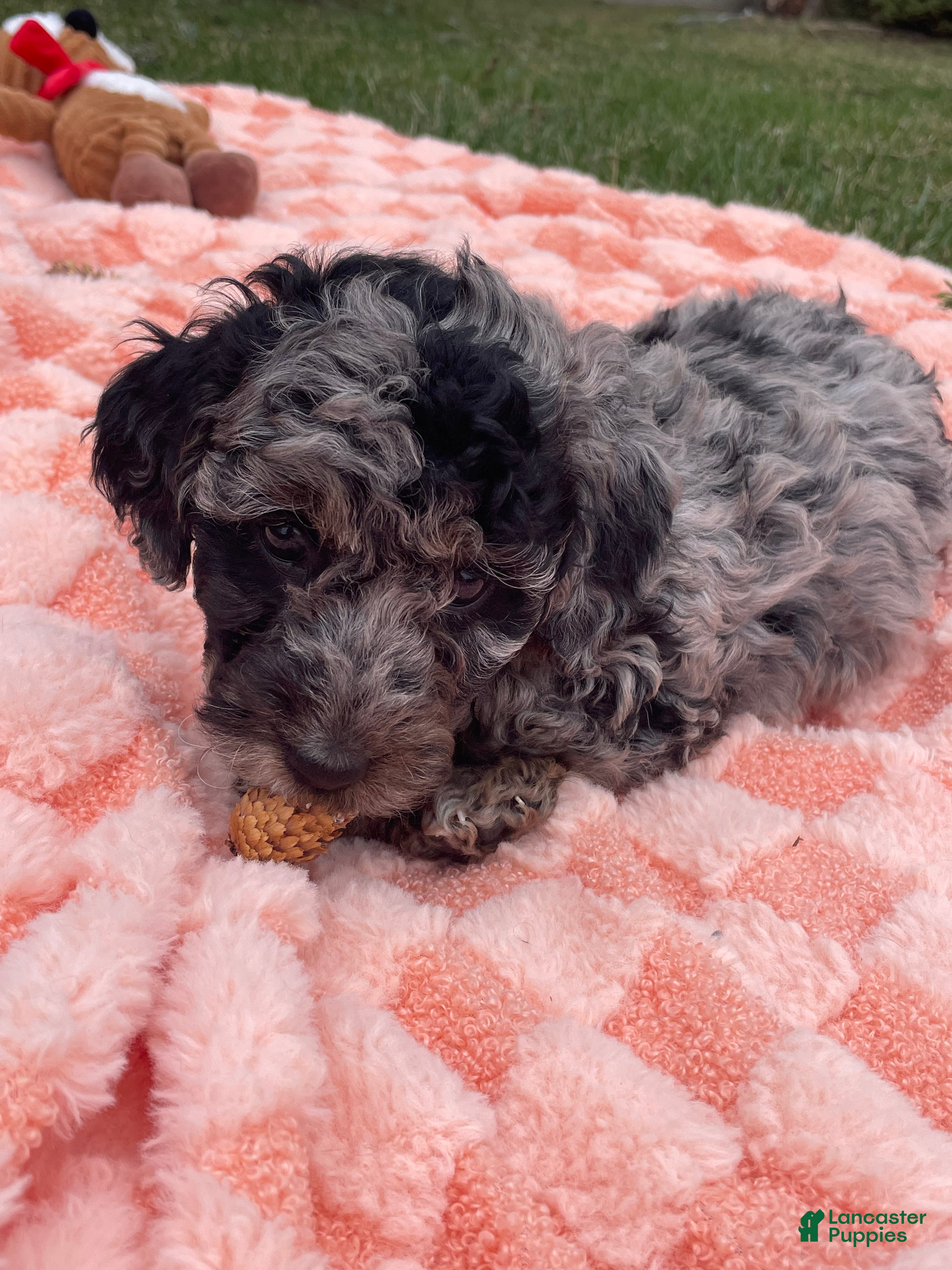 Labradoodle dogs Comet - Ad 2