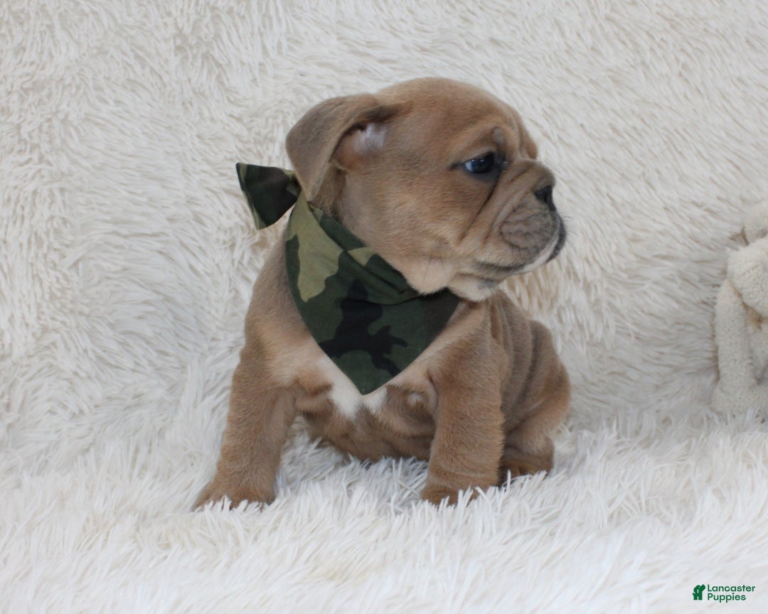 English Bulldog dogs for sale: Cash - Ad 10