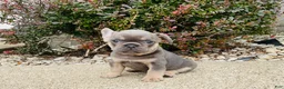 French Bulldog dogs for sale: Lacey - Ad 8