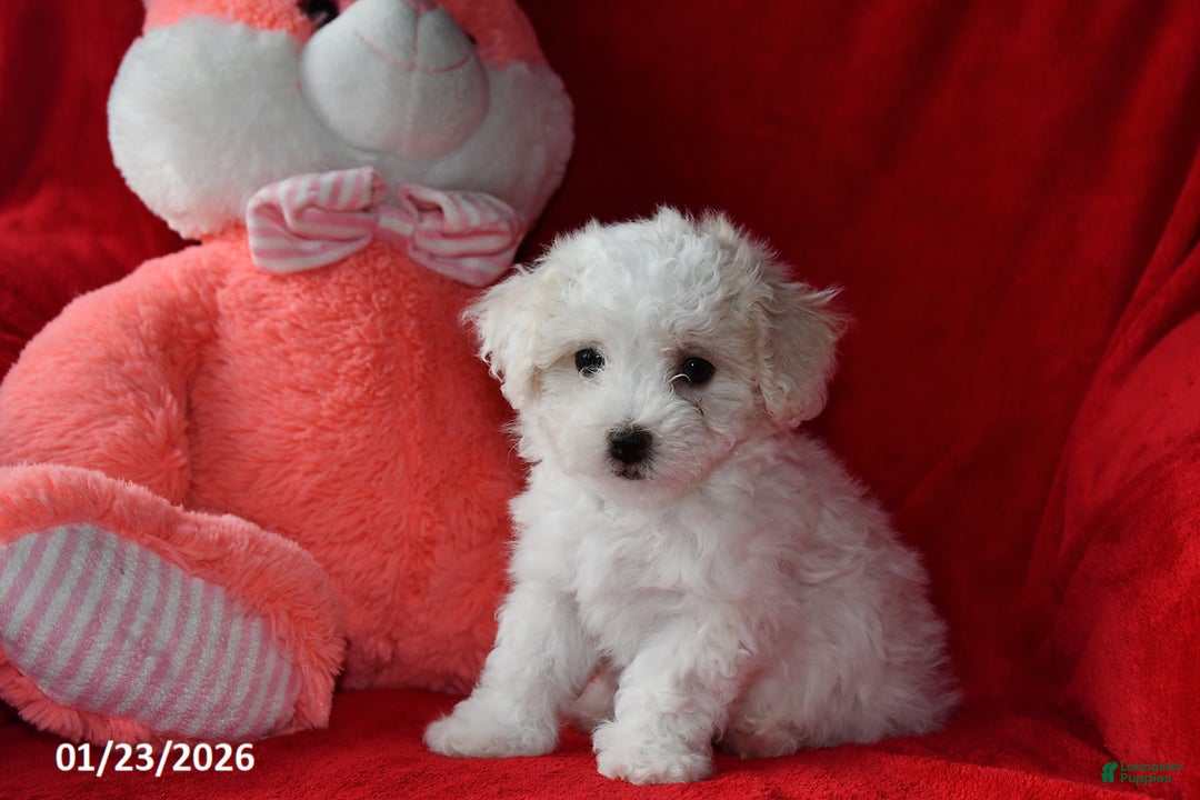 Bichpoo dogs for sale: Jody - Ad 1