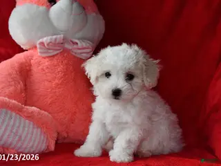 Bichpoo dogs Jody - Ad 38