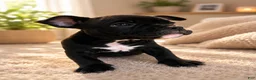 American Bully dogs for sale: Mamba - Ad 3