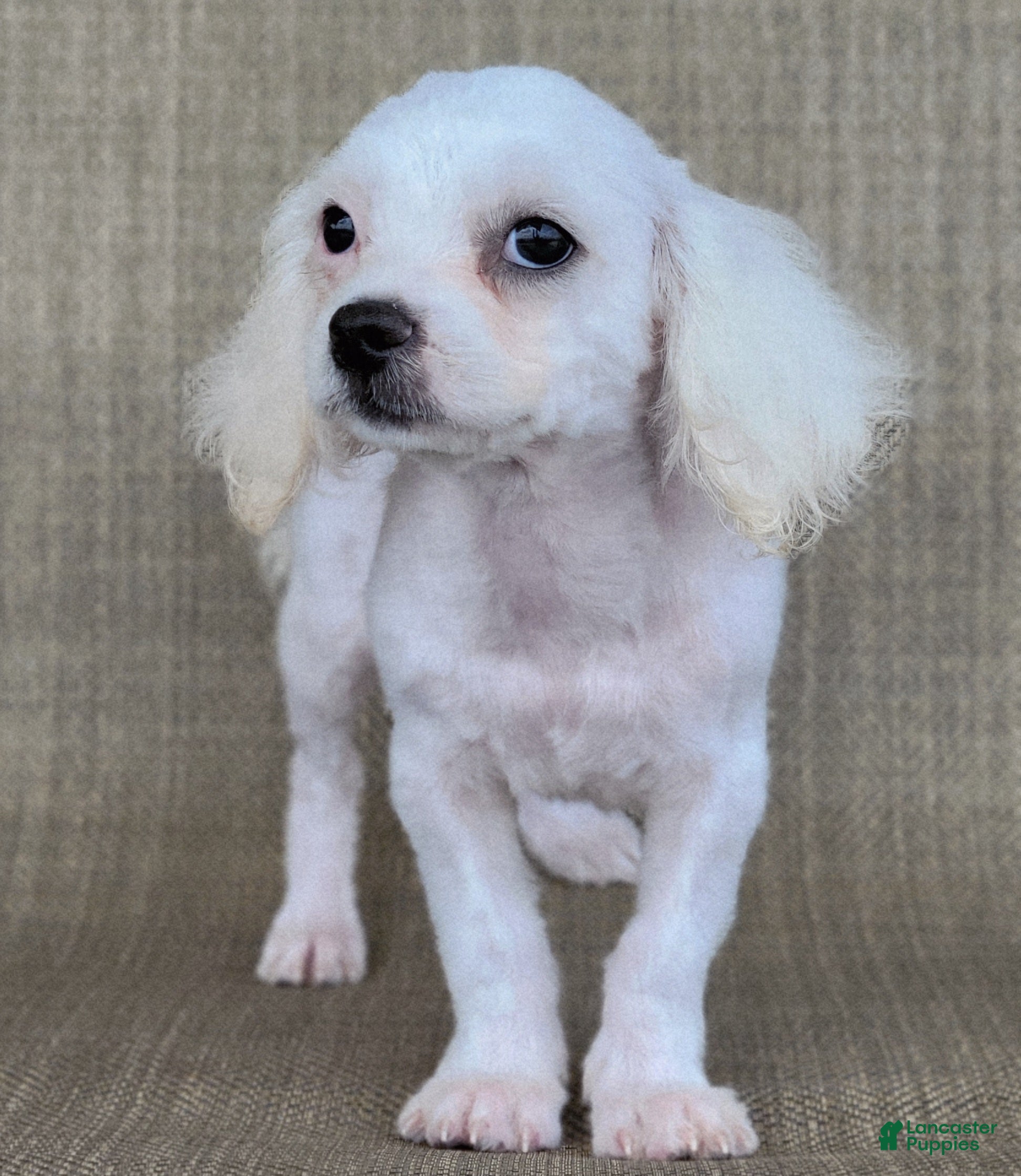 Teddy Bear dogs Pearl - Ad 1