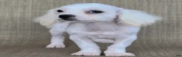Teddy Bear dogs for sale: Pearl - Ad 1
