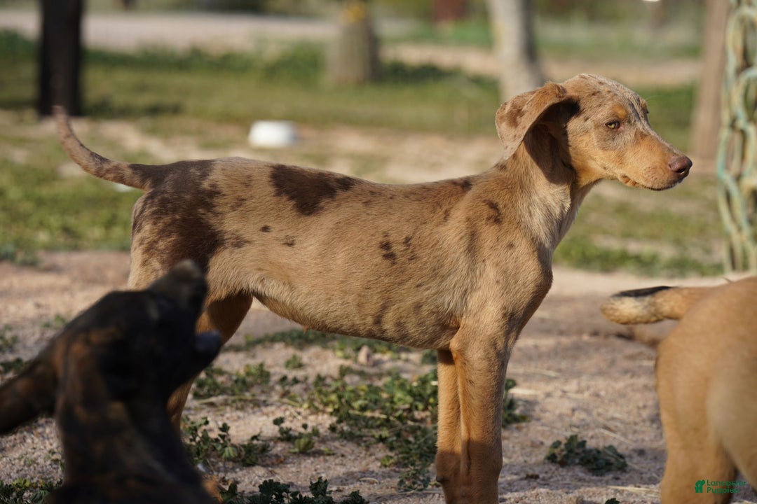 Mixed Breed dogs for sale: Lilac Fawn Merle F1 RT - Ad 25