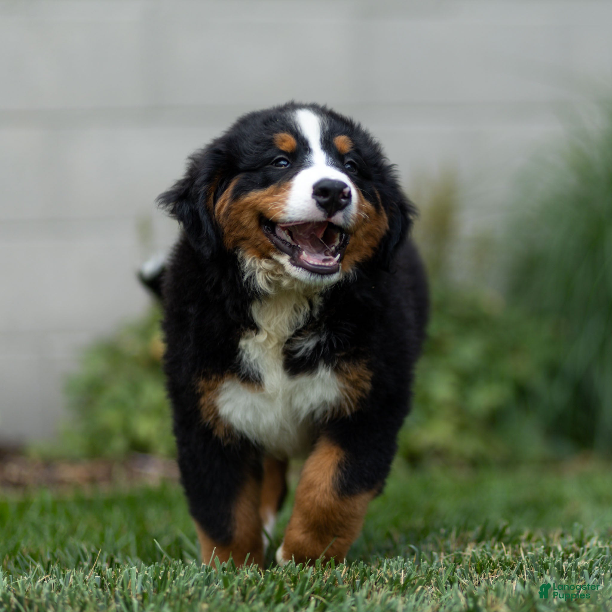 Bernese Mountain Dog dogs Bryan Bernese Mountain Dog  - Ad 1