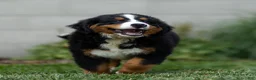 Bernese Mountain Dog dogs for sale: Bryan (Genetically Clear) Bernese Mountain Dog  - Ad 10