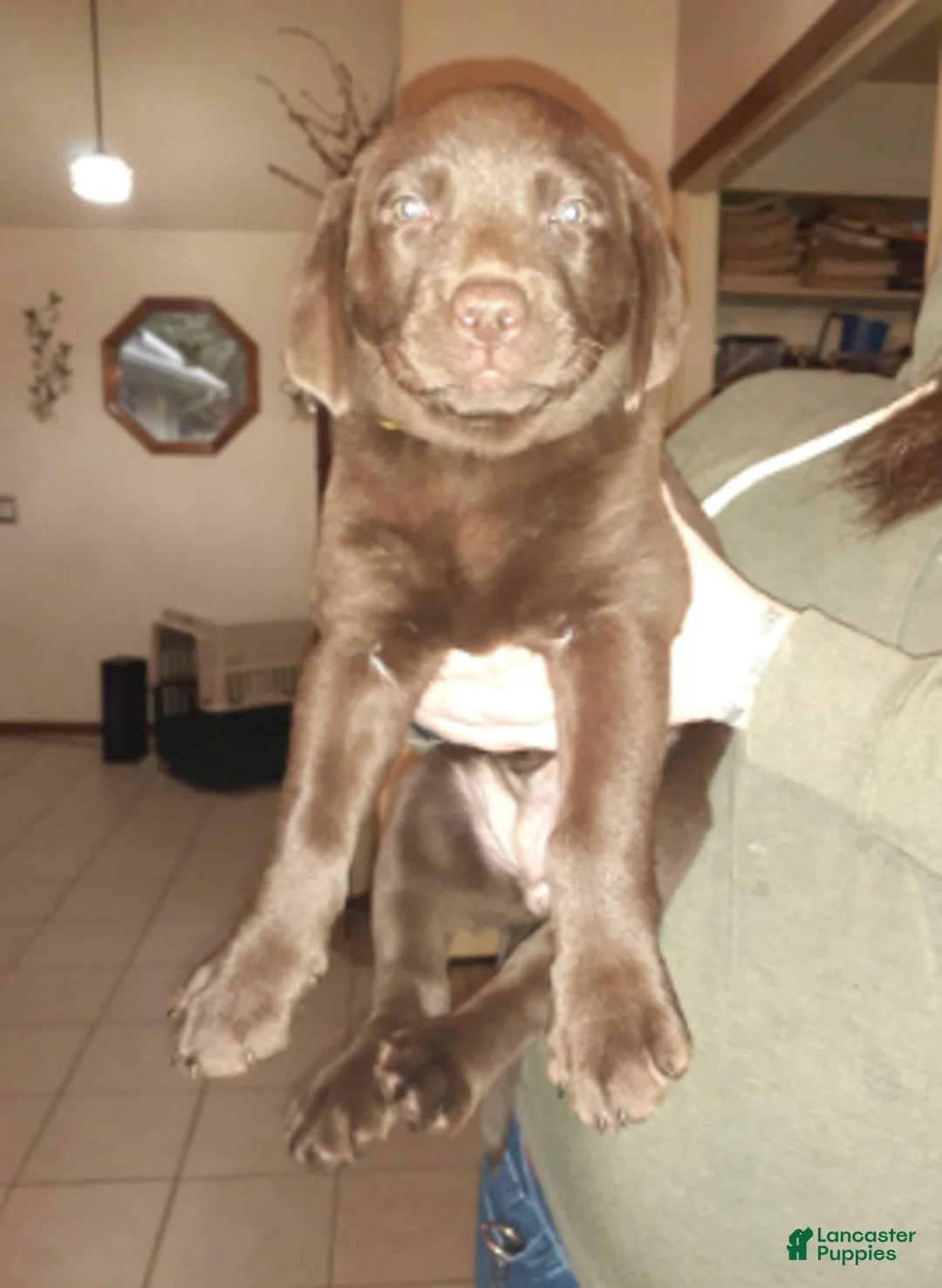 Labrador Retriever dogs for sale: Chocolate Male 2 - Ad 1