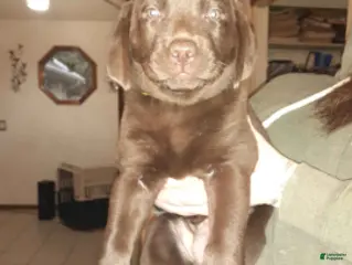 Labrador Retriever dogs Chocolate Male 2 - Ad 21