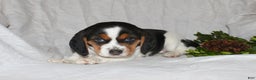 Beagle dogs for sale: Twinkles - Ad 3