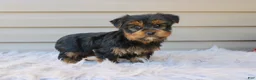 Yorkshire Terrier dogs for sale: Rocco - Ad 2