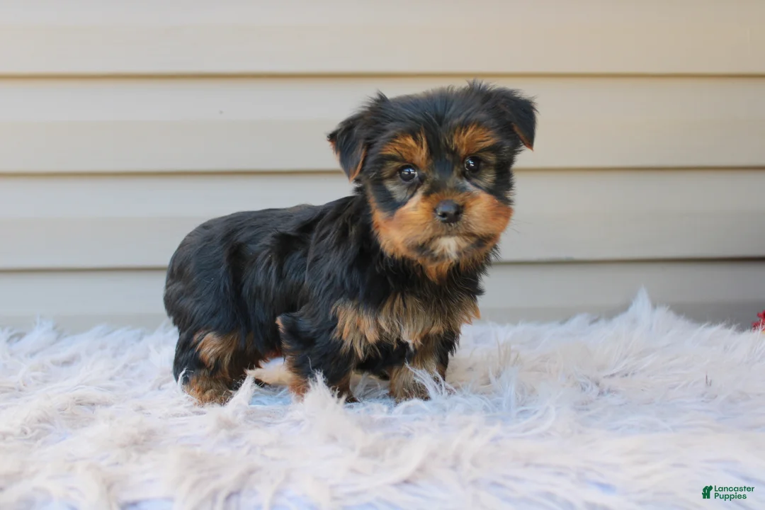 Yorkshire Terrier dogs for sale: Rocco - Ad 2
