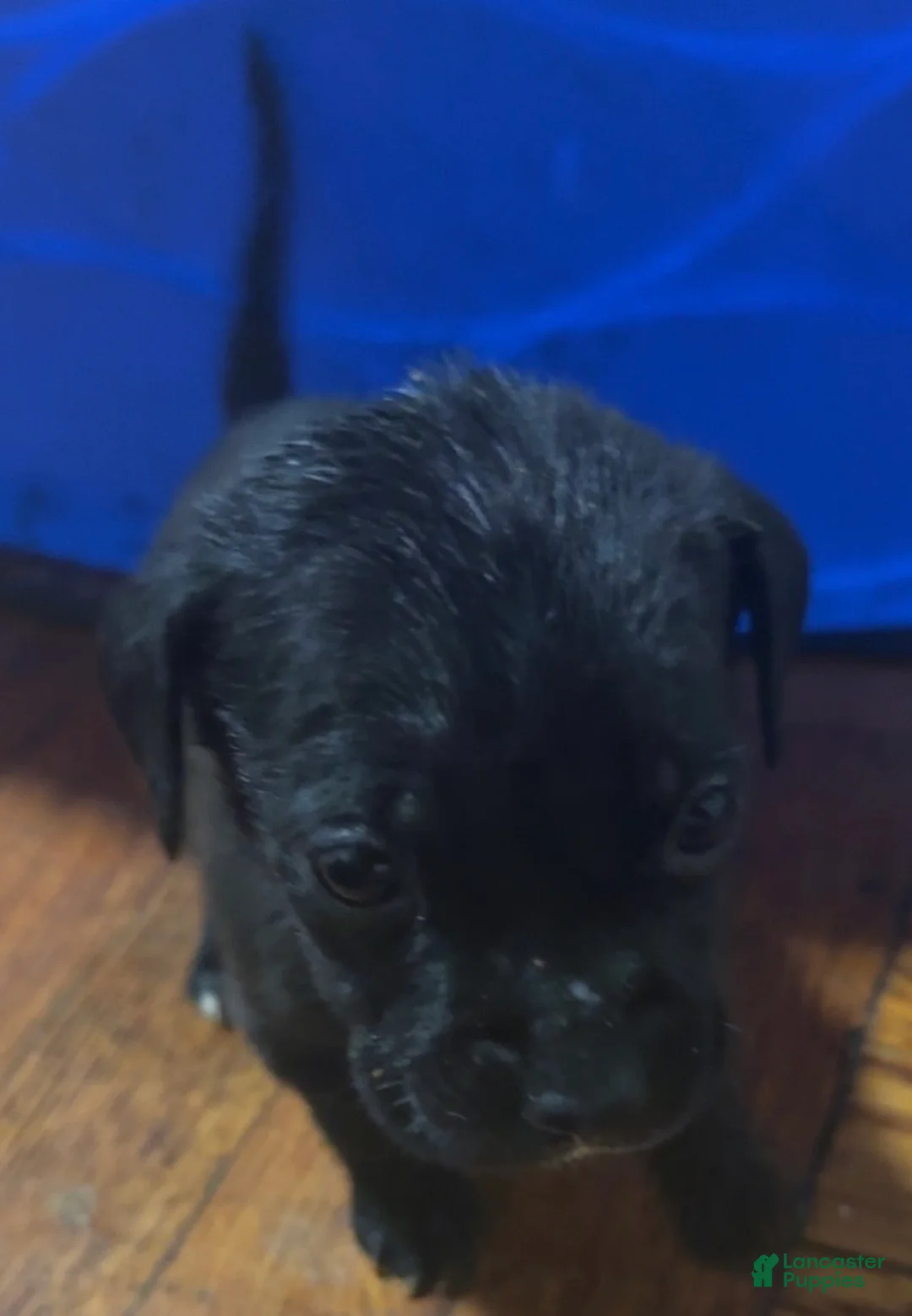 Mixed Breed dogs for sale: Mixed Breed 2 - Ad 2