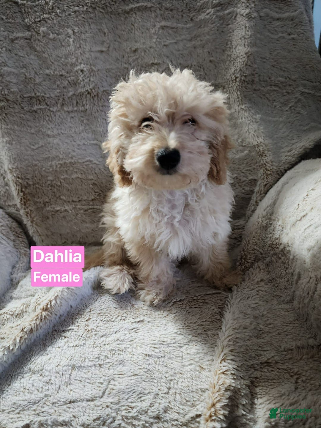 Pomapoo dogs for sale: Dahlia - Ad 1