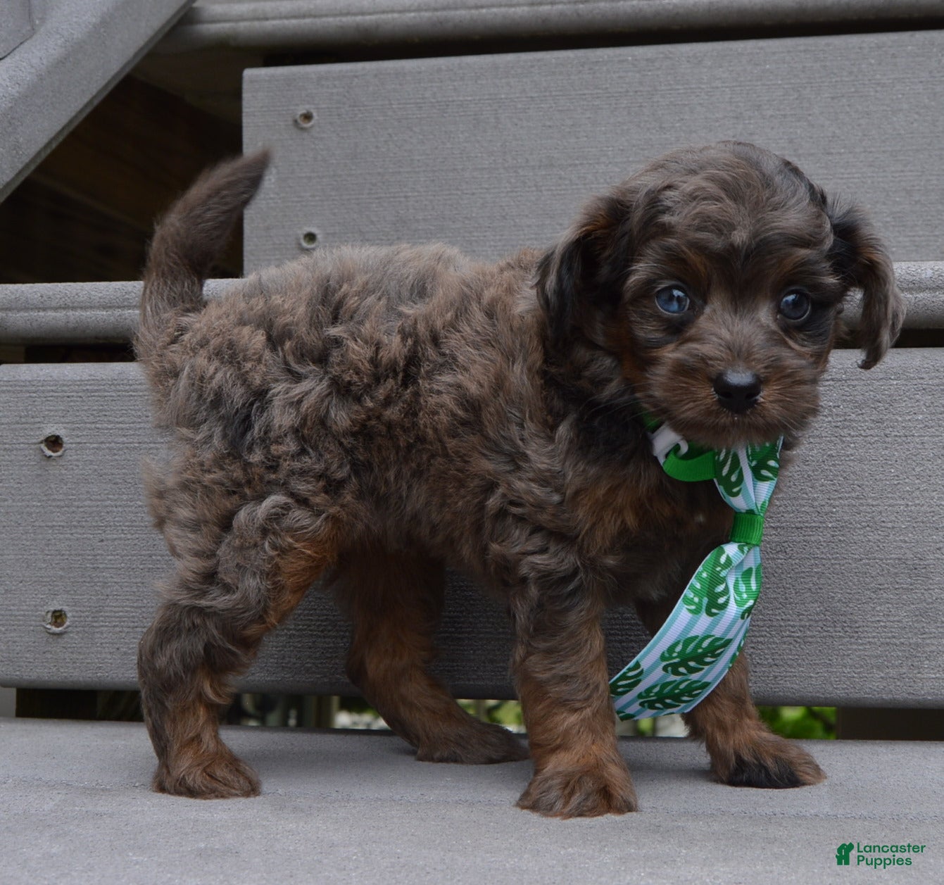 Mini Aussiedoodle dogs Mini Axel - Ad 1