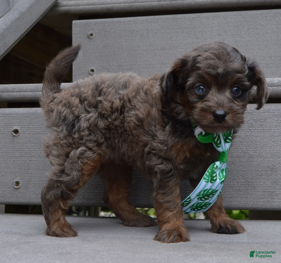 Mini Aussiedoodle dogs for sale: Mini Axel - Ad 1