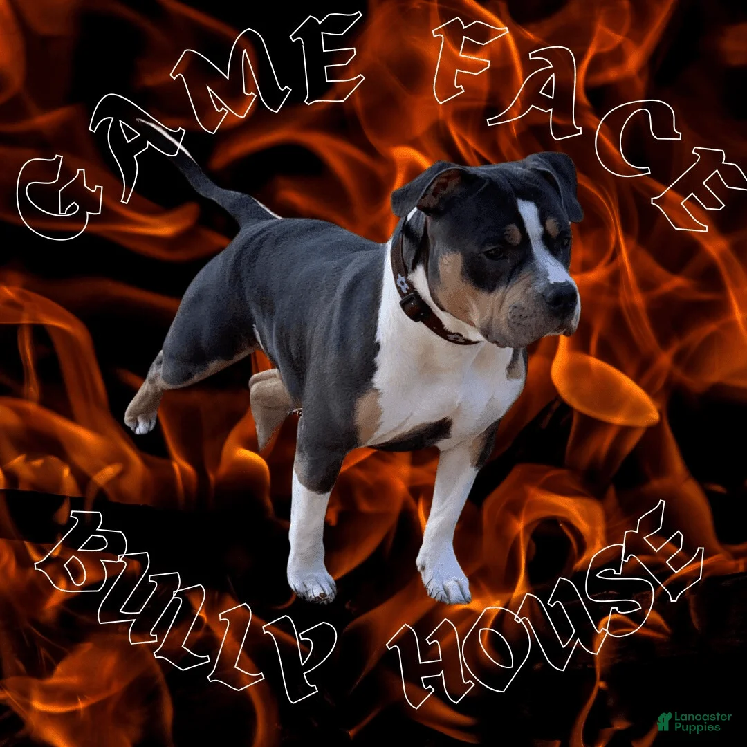 Gallery Image {{count}}