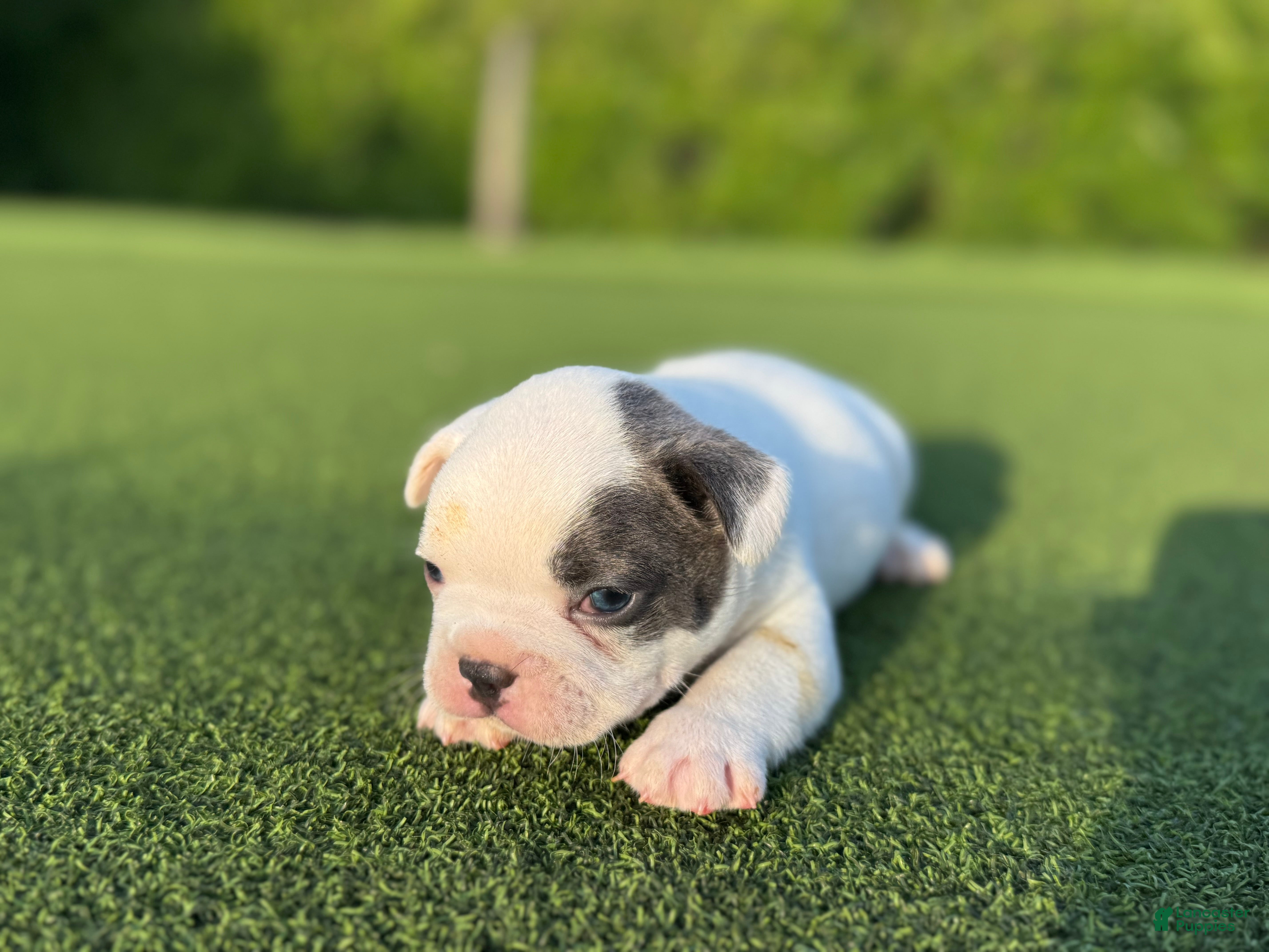 French Bulldog dogs Louie - Ad 1