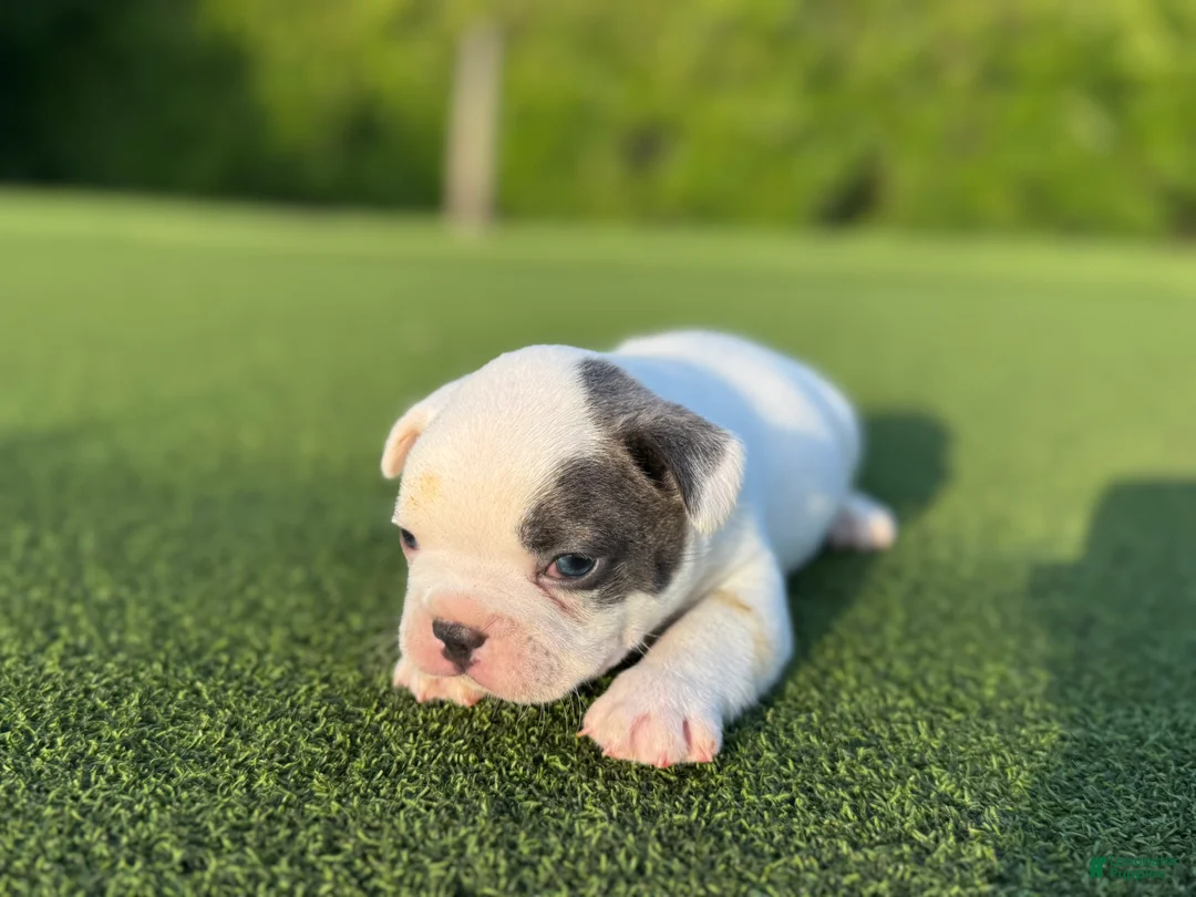 French Bulldog dogs for sale: Louie - Ad 1