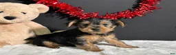Yorkshire Terrier dogs for sale: Blazer - Ad 4