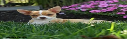 Chihuahua dogs for sale: Novak - Ad 4