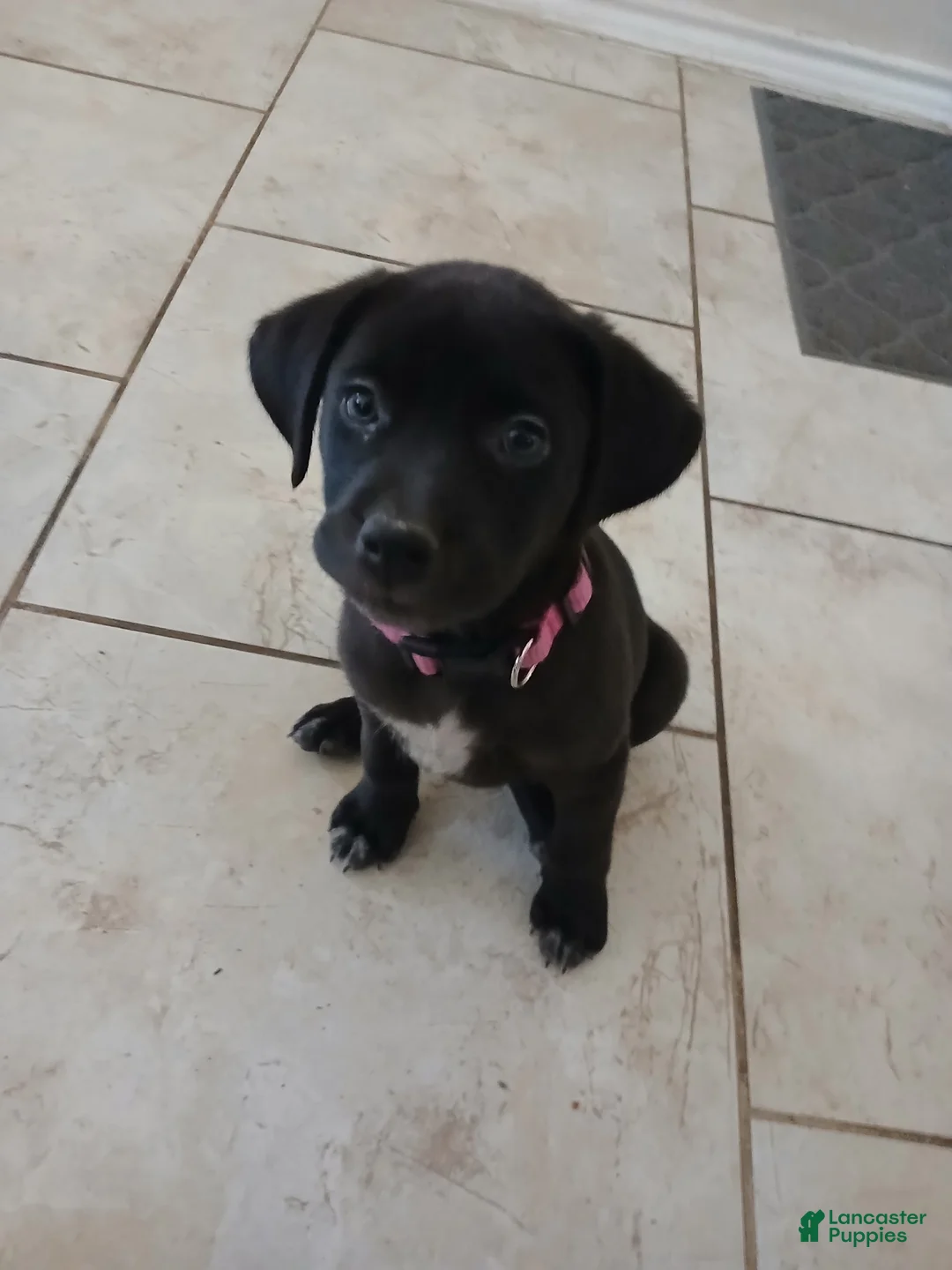 Mixed Breed dogs for sale: Aura  - Ad 1