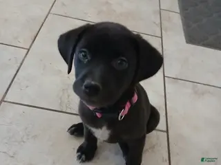 Mixed Breed dogs Aura - Ad 11