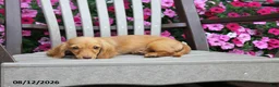 Miniature Dachshund dogs for sale: Jonah - Ad 2