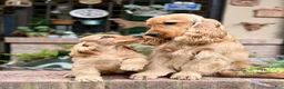 English Cocker Spaniel dogs for sale: Bruno - Ad 6