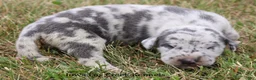 Great Dane dogs for sale: Shakira - Ad 8