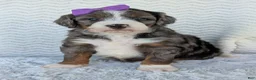 Mini Bernedoodle dogs for sale: Mini Indy - Ad 17