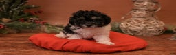 Bichpoo dogs for sale: Vlad - Ad 6