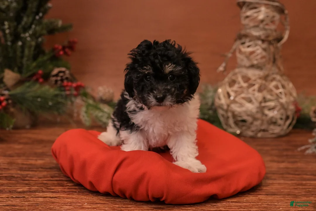 Bichpoo dogs for sale: Oh - Ad 10