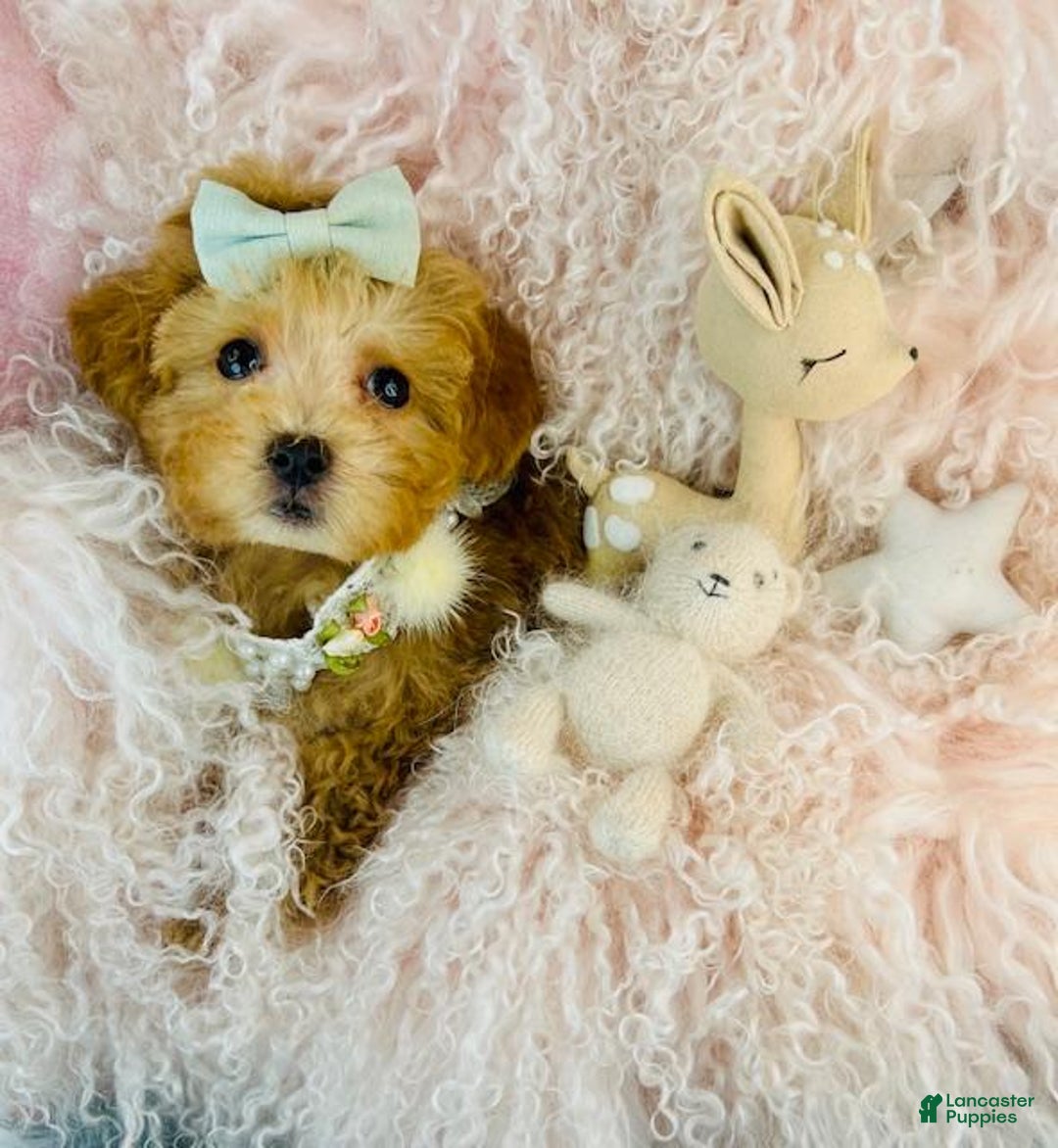 Toy Poodle dogs for sale: Toy Poodle Puppy 2 - Ad 1