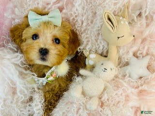 Toy Poodle dogs Toy Poodle Puppy 2 - Ad 37