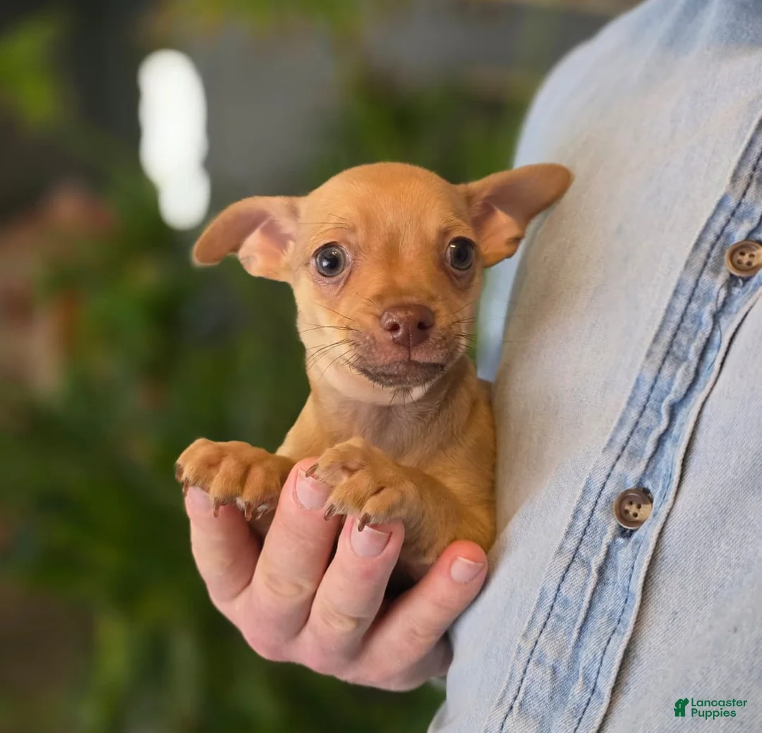 Chihuahua dogs for sale: Brandy  - Ad 4