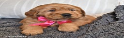 Golden Retriever dogs for sale: Adorable Addie - Ad 3
